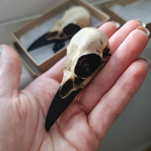 Raven Skull Necklace-Resin High Quality Detail-Raven Spell Witchcraft